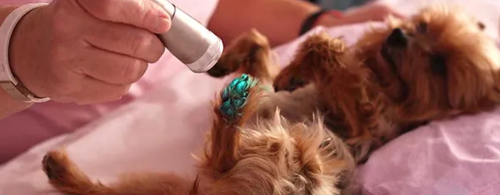 HVNC Hospital Veterinário Nova Campinas - Cromoterapia