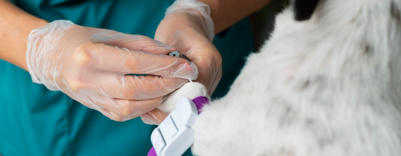HVNC Hospital Veterinário Nova Campinas - Hematologia