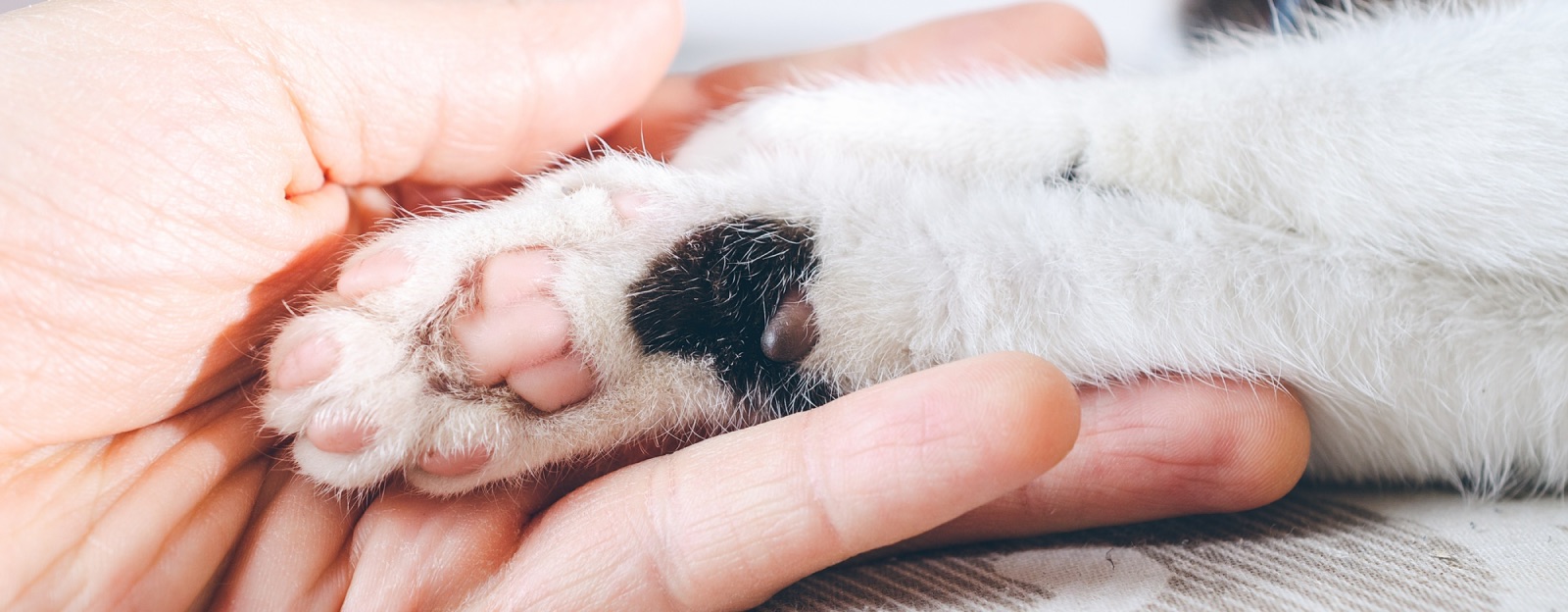 HVNC Hospital Veterinário Nova Campinas - Oncologia