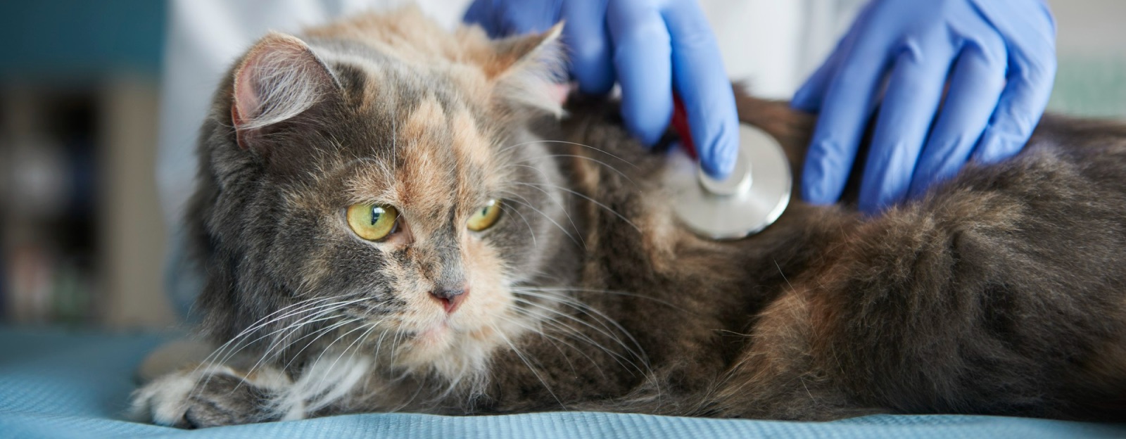 HVNC Hospital Veterinário Nova Campinas - Terapia Intensiva